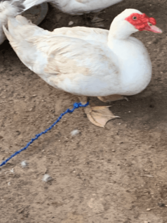 Canard mâle