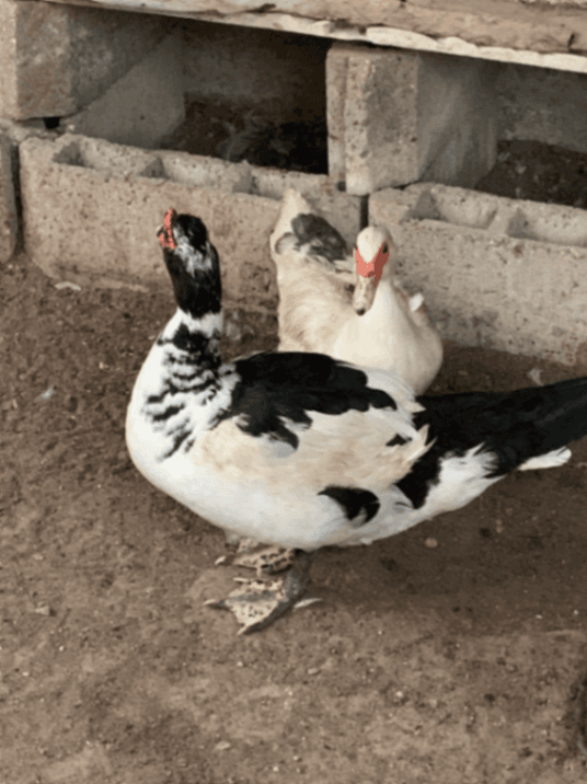 Paire de canard