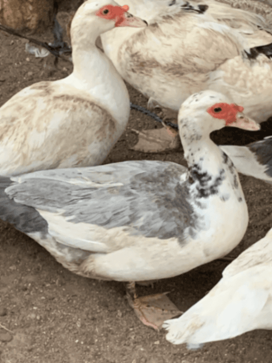 Cane gris et blanche